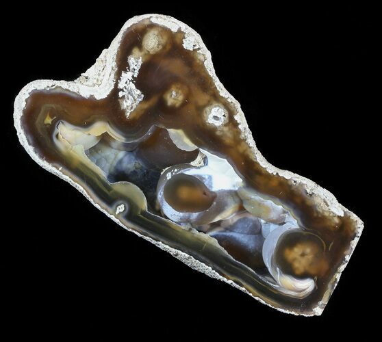 Agatized Fossil Coral Geode - Florida #51190